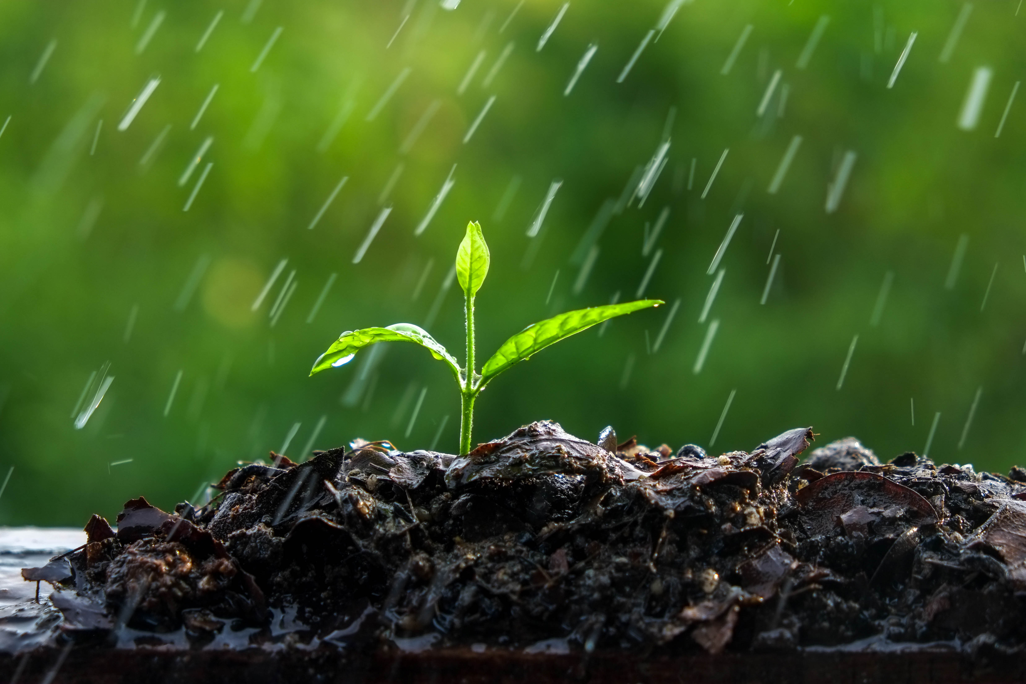protect potted plants from heavy rain