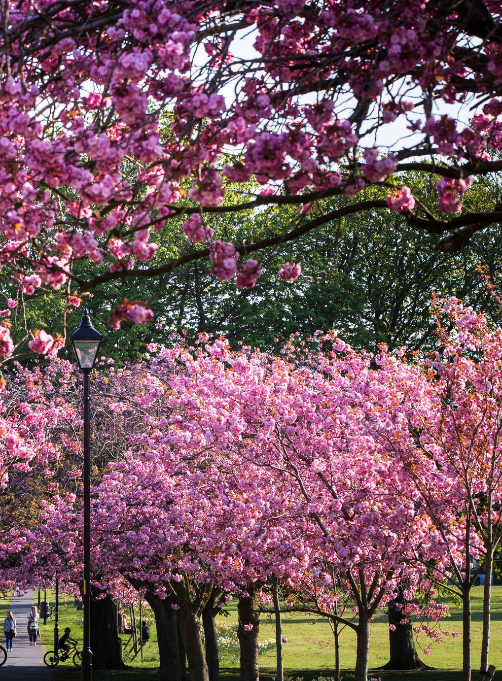 Celebrate Cherry Blossom Season By Planting A Cherry Tree Of Your Own Newschain